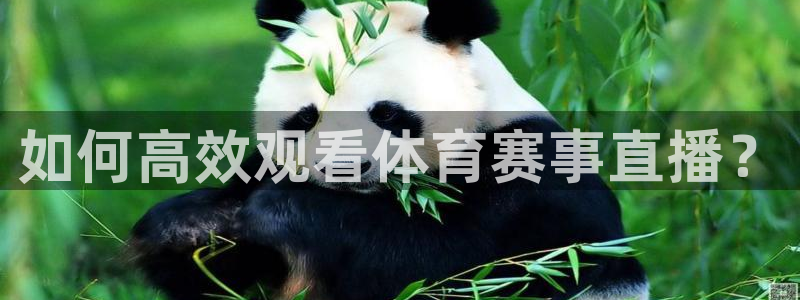 意昂23代理